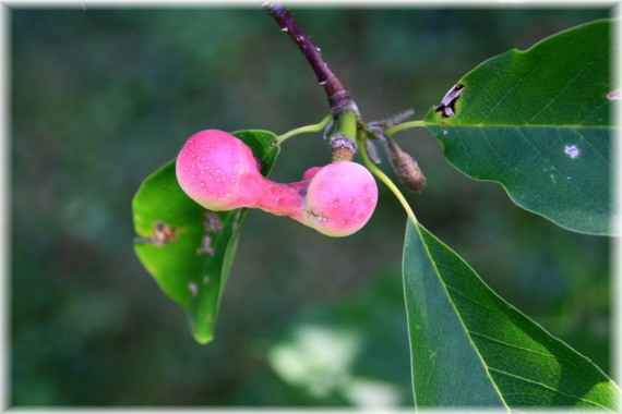 Magnolia japońska (Magnolia kobus)