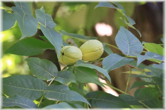 Orzesznik siedmiolistkowy (Carya laciniosa)