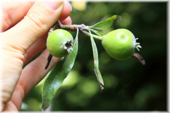 Grusza wierzbolistna (Pyrus salicifolia)