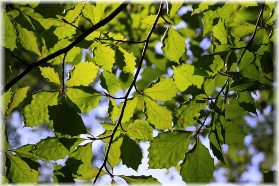 Buk pospolity (Fagus sylvatica) 'Quercifolia'