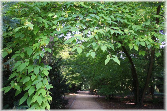 Ośnieża drzewiasta (Halesia monticola)