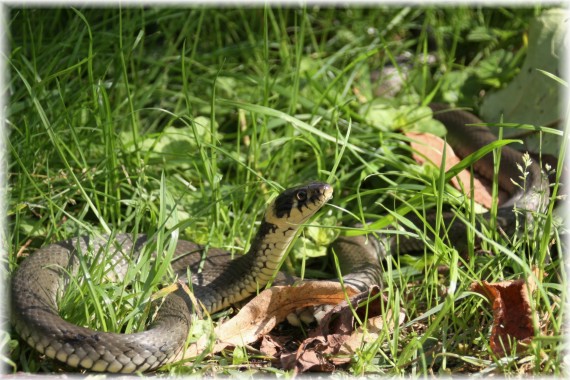 Zaskroniec zwyczajny (Natrix natrix)