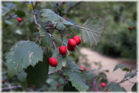 Głóg (Crataegus sp.)