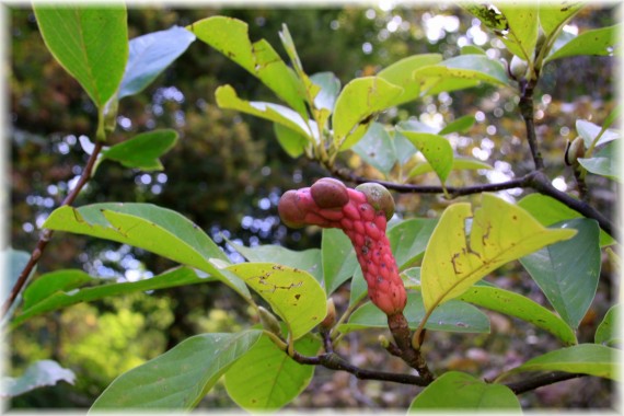 Owoc magnolii pośredniej (Magnolia ×soulangeana)