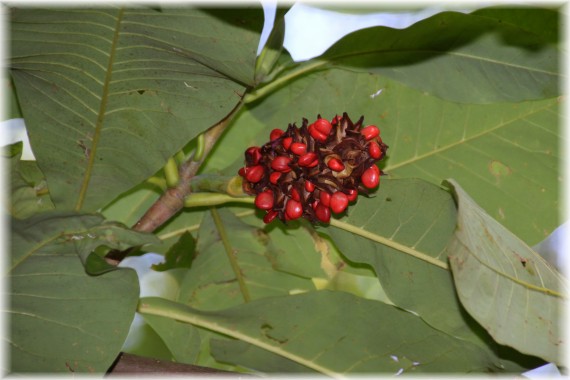 Owoc magnolii parasolowatej (Magnolia tripetala)