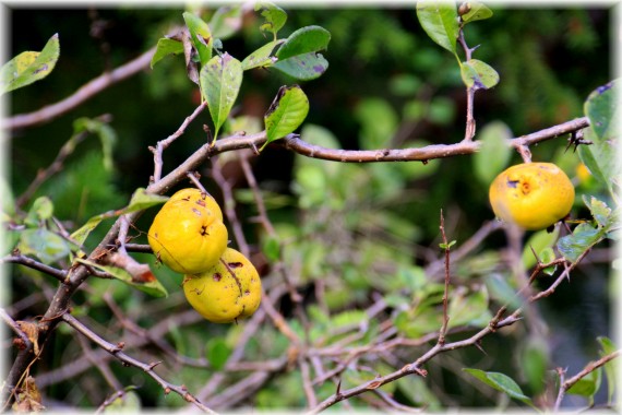 Pigwowiec (Chaenomeles sp.)