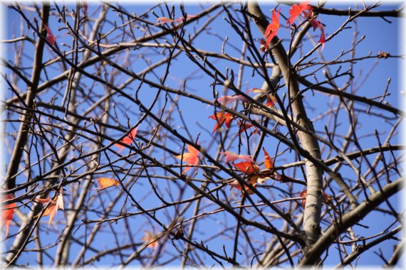 Ambrowiec amerykański (Liquidambar styraciflua)