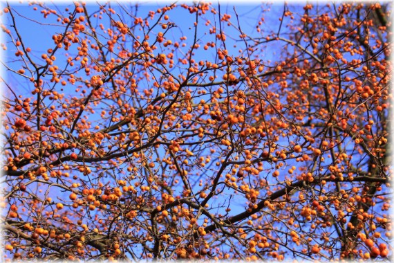 Jabłoń ozdobna (Malus sp.)