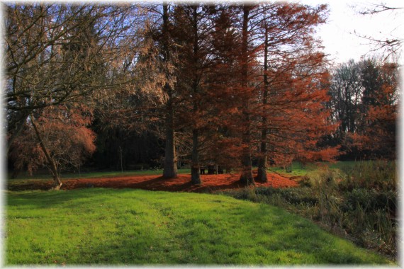 Cypryśniki błotne (Taxodium distichum)