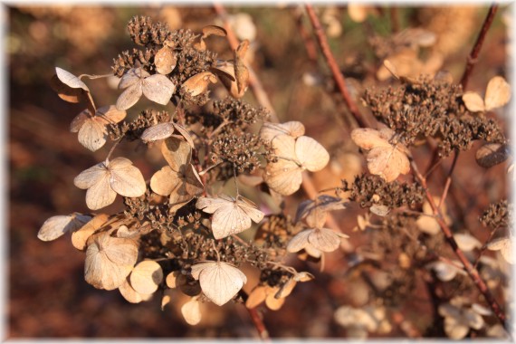 Hortensja bukietowa (Hydrangea paniculata)