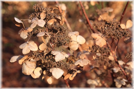 Hortensja bukietowa (Hydrangea paniculata)