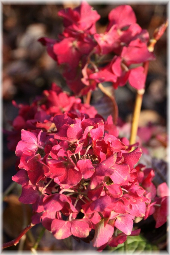 Hortensja ogrodowa (Hydrangea macrophylla)