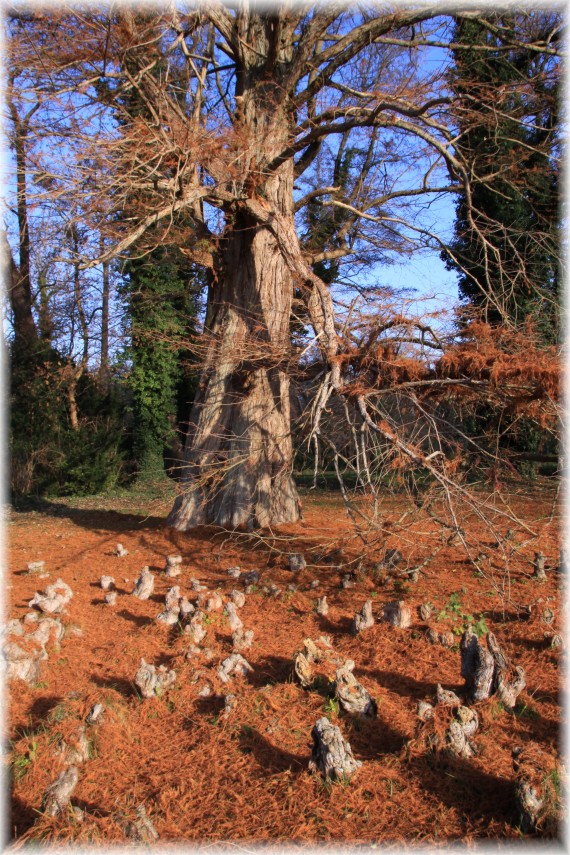 Cypryśnik błotny (Taxodium distichum)