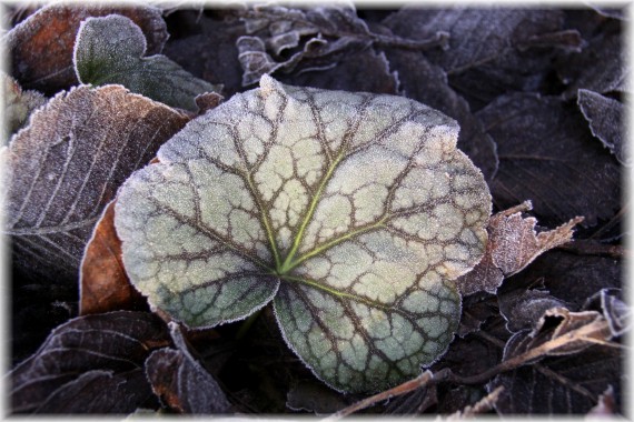 Żurawka (Heuchera sp.)