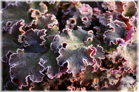 Żurawka (Heuchera sp.)