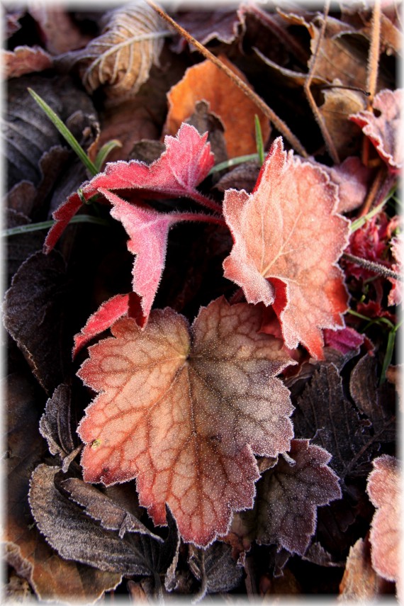 Żurawka (Heuchera sp.)