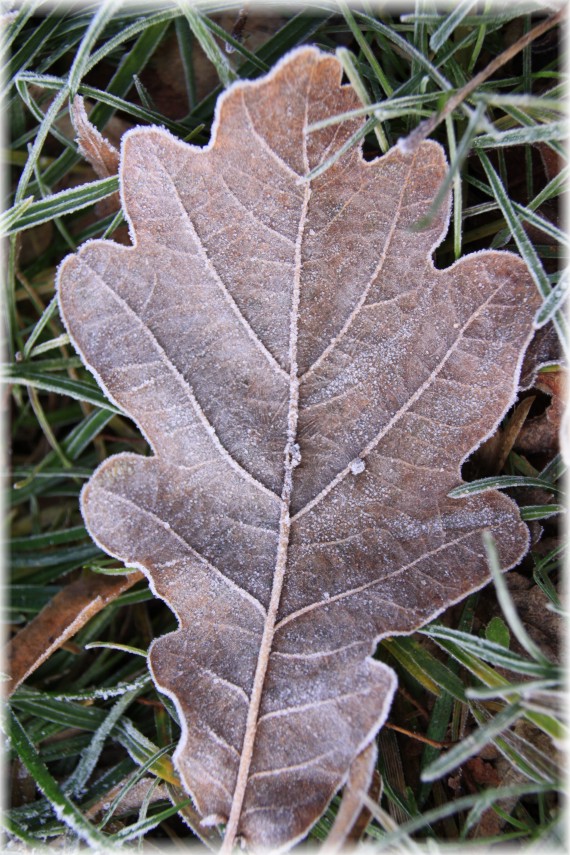 Dąb szypułkowy (Quercus robur)