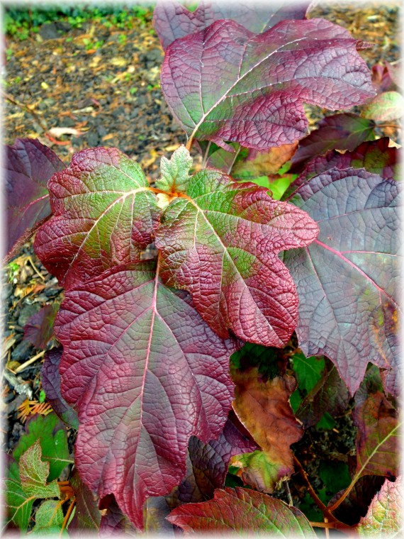 Hortensja dębolistna (Hydrangea quercifolia)