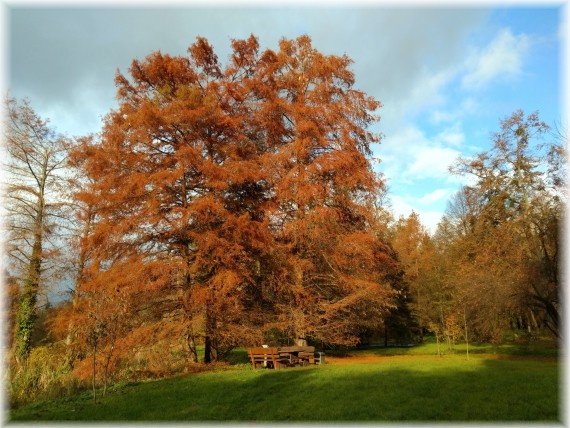 Cypryśnik błotny (Taxodium distichum)