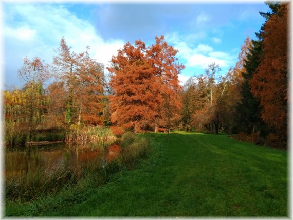 Cypryśnik błotny (Taxodium distichum)