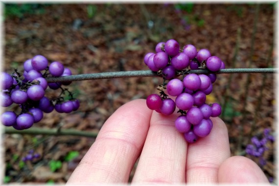 Pięknotka Bodiniera (Callicarpa bodinieri) 'Imperial Pearl'