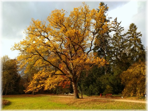 Dąb szypułkowy (Quercus robur)