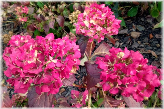 Hortensja ogrodowa (Hydrangea macrophylla)