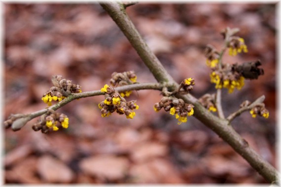 Oczar pośredni (Hamamelis ×intermedia) 'Pallida'