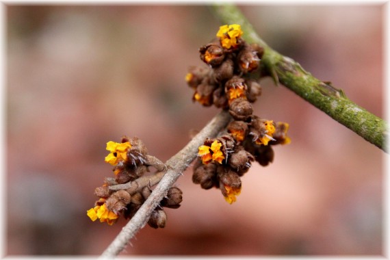 Oczar pośredni (Hamamelis ×intermedia) 'Orange Beauty