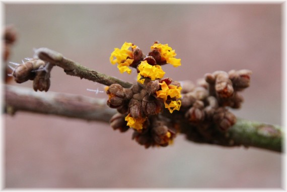 Oczar pośredni (Hamamelis ×intermedia) 'Orange Beauty