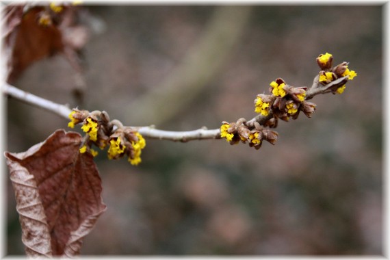 Oczar (Hamamelis sp.)