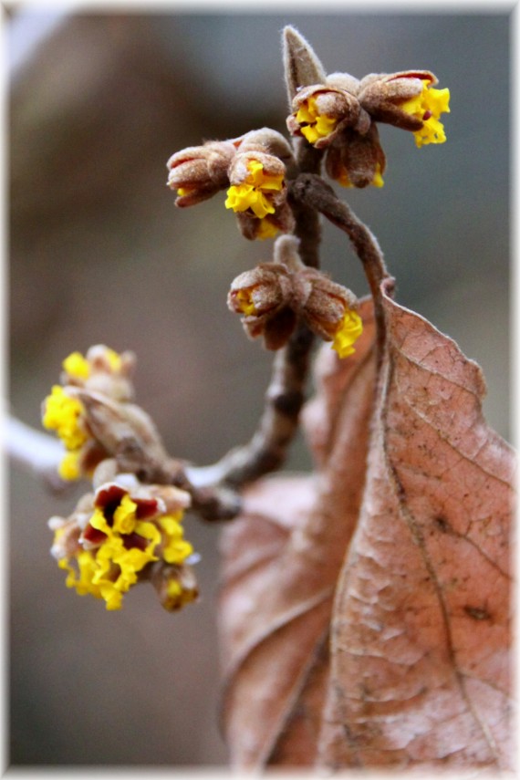 Oczar (Hamamelis sp.)