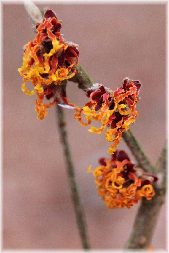 Oczar pośredni (Hamamelis ×intermedia) 'Jelena'