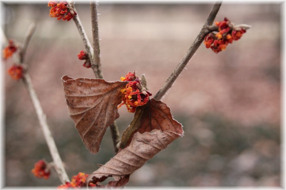 Oczar pośredni (Hamamelis ×intermedia) 'Jelena'