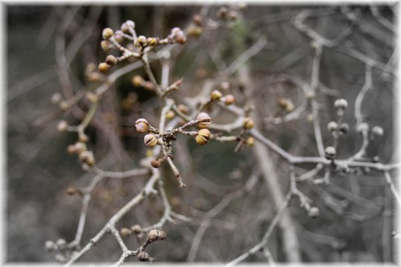 Dereń jadalny (Cornus mas)