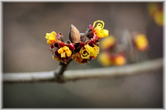 Oczar pośredni (Hamamelis ×intermedia)