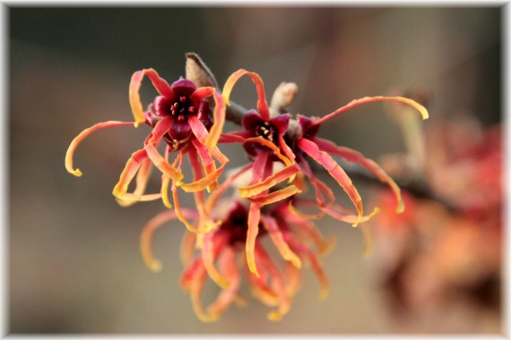 Oczar pośredni (Hamamelis ×intermedia) 'Jelena'