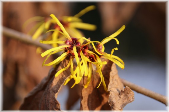 Oczar omszony (Hamamelis mollis)