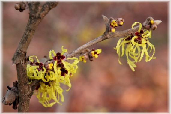 Oczar pośredni (Hamamelis ×intermedia) 'Pallida'