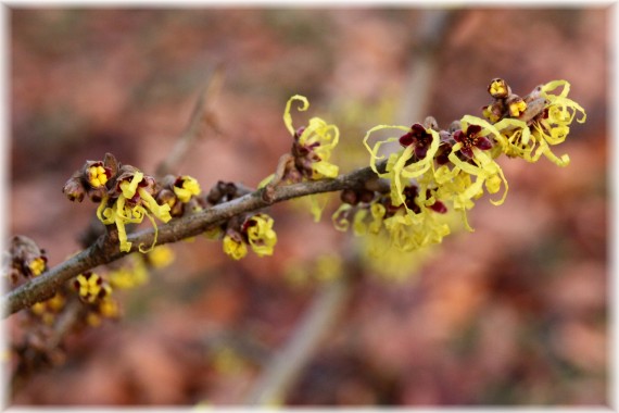 Oczar pośredni (Hamamelis ×intermedia) 'Pallida'