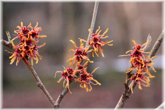 Oczar pośredni (Hamamelis ×intermedia)