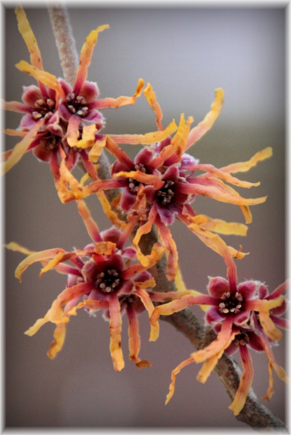 Oczar pośredni (Hamamelis ×intermedia)