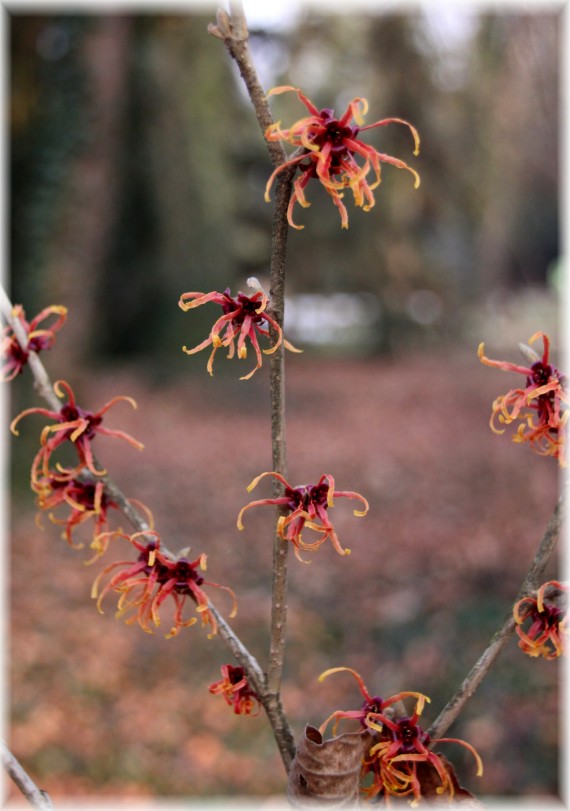 Oczar pośredni (Hamamelis ×intermedia) 'Jelena'