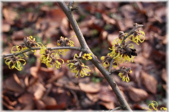 Oczar pośredni (Hamamelis ×intermedia) 'Pallida'