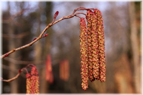 Olsza japońska (Alnus japonica)