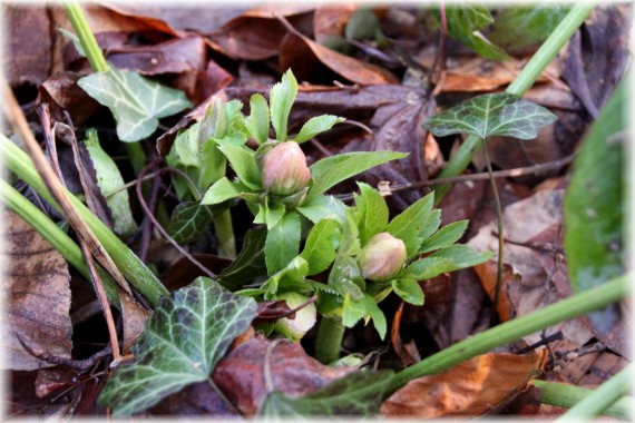 Ciemiernik (Helleborus sp.)