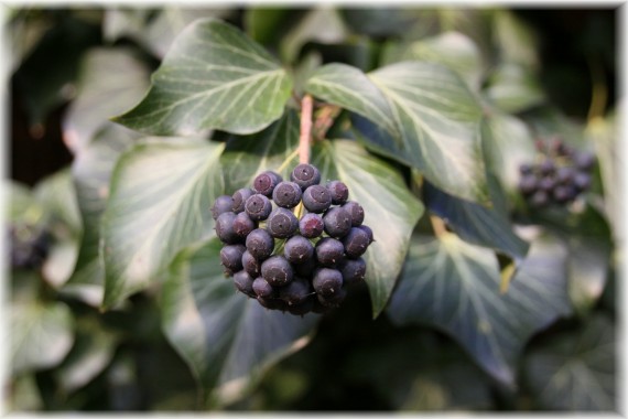 Bluszcz pospolity (Hedera helix)