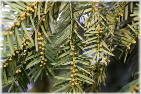 Cis pospolity (Taxus baccata)