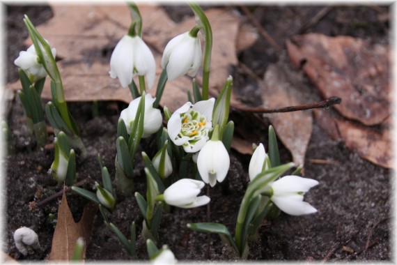 Śnieżyczka przebiśnieg (Galanthus nivalis)