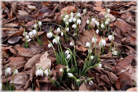 Śnieżyczka przebiśnieg (Galanthus nivalis)